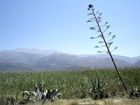 Photo 008